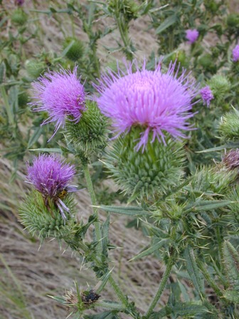 Bull Thistle, cirsium vulgare